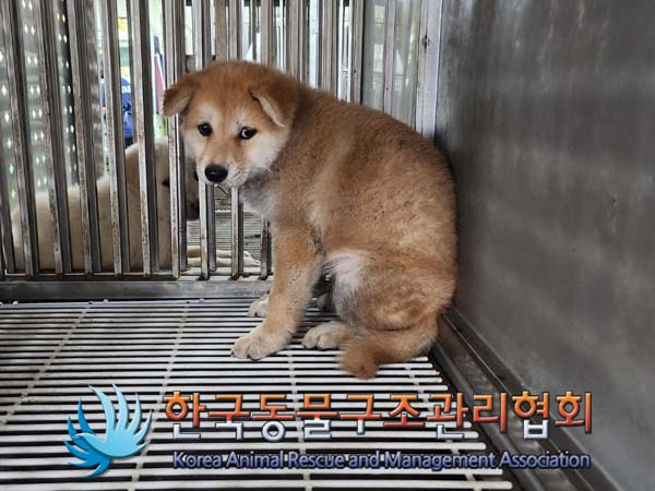 종료(안락사) 믹스…